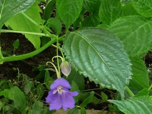 Impatiens namchabarwensis - А. Делави