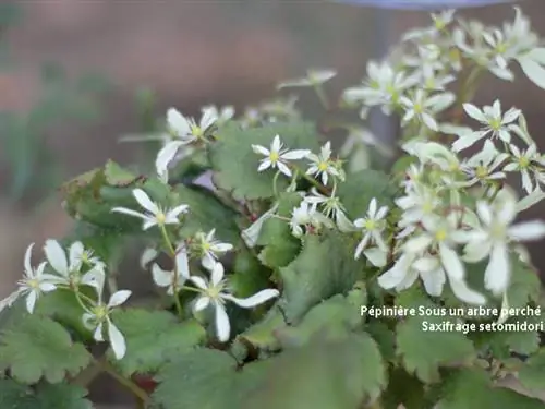 Persicaria filiformis и камнеломка удачная 'Setomidori