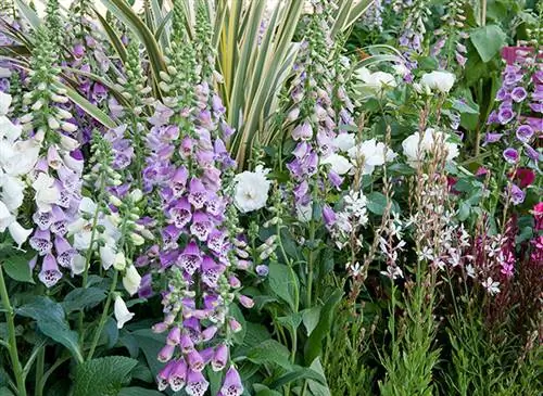 Летняя обрезка наперстянки: два проверенных метода