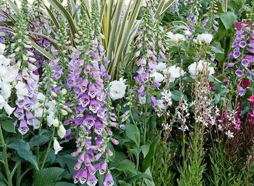 Сделайте цветение наперстянки последним летом