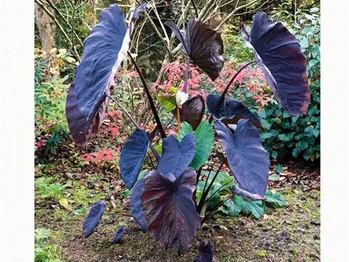 Таро «Черная магия»: уши черного слона (Colocasia esculenta)