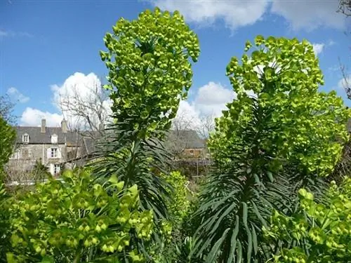 Фото: Ноэми Виалар