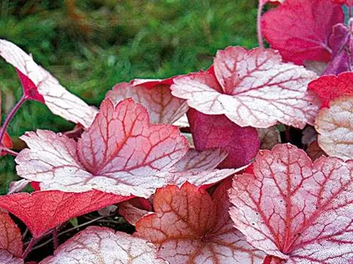 Гейхера «Джорджия Персик»