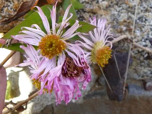 восходящая астра