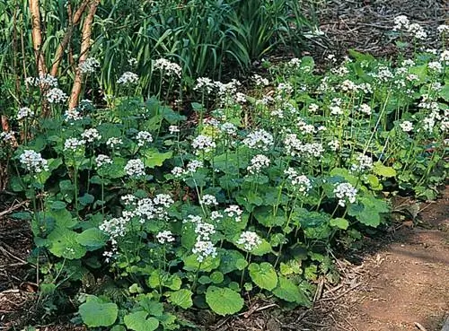 Вынослив и прост в выращивании: многолетняя Pachyphragma macrophyllum прекрасно себя чувствует в тени.