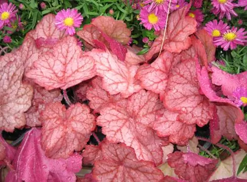 Heuchera villosa 'Georgia Peach' (Гейхера)