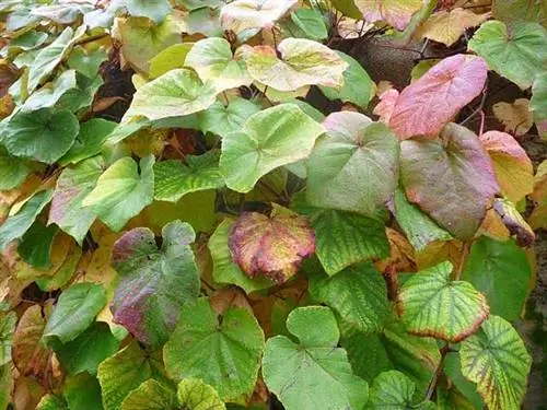 Виноградник Куанье, экзотическое очарование