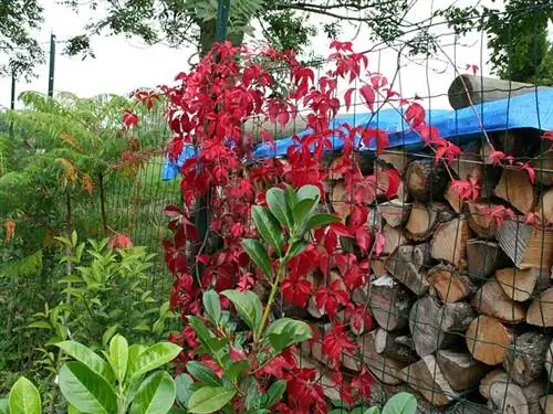 Девственная лоза Parthenocissus quinquefolia 'Engelmannii' имеет особенность очень красного цвета - Clémentine Balloy.