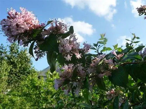 Abelia chinensis - Н. Виалард