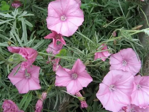 Convolvulus althaeoides, вьюнок кустарниковый