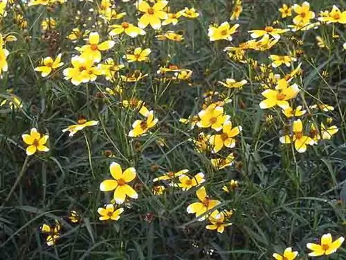Bidens aurea «Лимонная капля Ханнея»