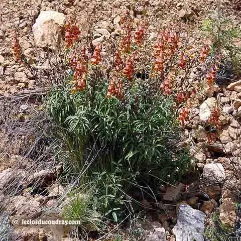 Digitalis obscura, для солнечных и сухих садов