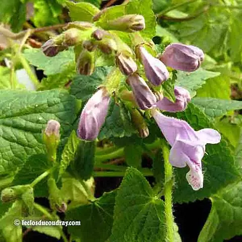 Meehania urticifolia, превосходное почвопокровное растение