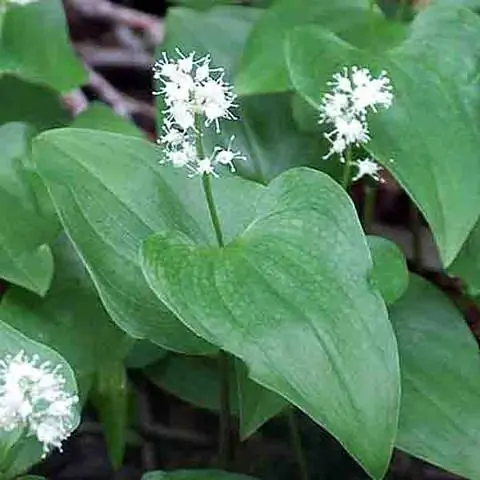 Maianthemum bifolium, красивое почвопокровное растение для прохладной тени