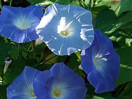 Посев ипомеи на место