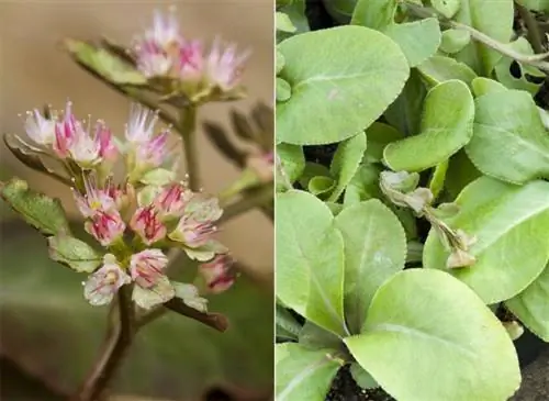 Chrysosplenium macrophyllum dorine крупнолистный