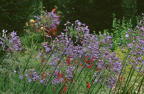 Агапантус «Голубой великан»