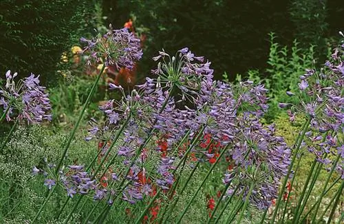 Как вырастить агапантус «Голубой гигант»