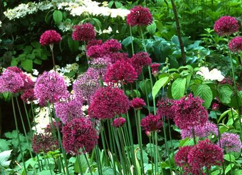 Чеснок 'Purple Sensation