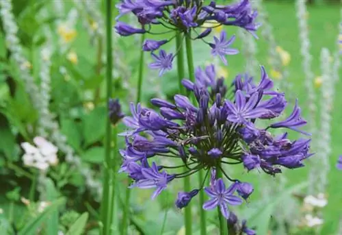 Агапантус «Темно-синий»