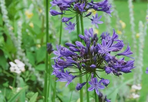 Агапантус 'Темно-синий