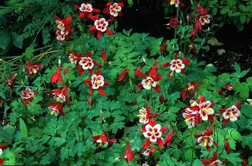 Аквилегия Колумбина Кардиналская (серия «Певчая птица»)