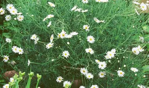 Как вырастить Anthemis «Девушка из Челси»