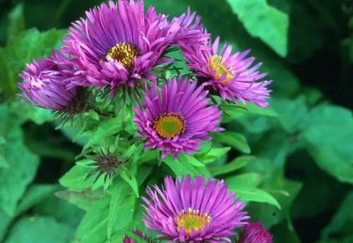 Астра «Пурпурный купол Новой Англии»