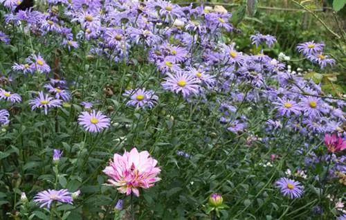Астра x Frickartii 'Mönch