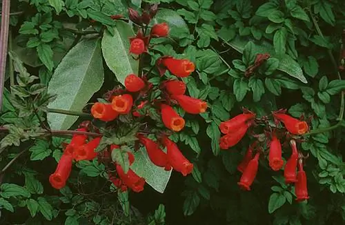 Чилийский Биньоне «Карминеус»