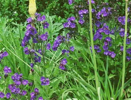 Buglosse 'Лоддонский роялист