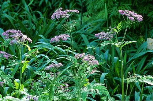 Chaerophyllum hirsutum 'Roseum'