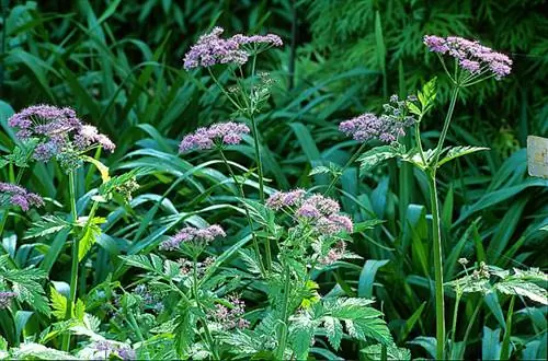 Кервель мохнатый 'Roseum