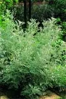 Морской пепелище &copy; Д. Р.