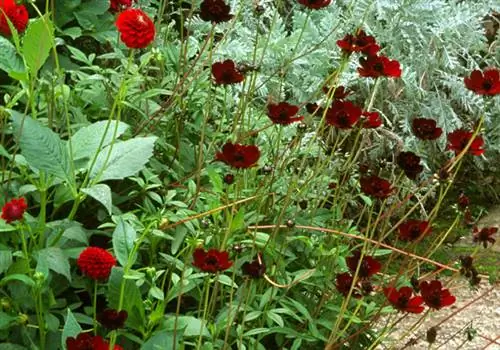 Лист выращивания: шоколадный космос (Cosmos atrosanguineus)