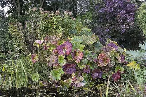 Как выращивать и ухаживать за дармерой пельтатой