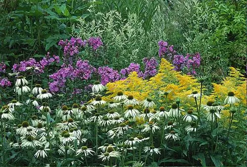 Эхинацея пурпурная Альба.