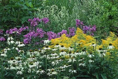 Эхинацея пурпурная 'Альба': как вырастить