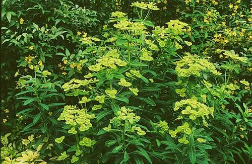 Как вырастить молочай Шиллинга в саду