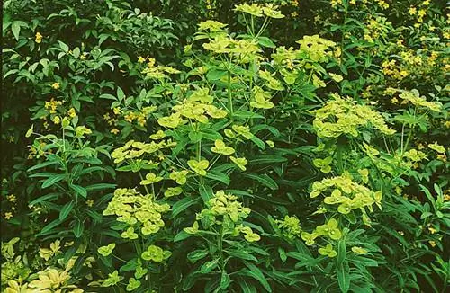 Как вырастить молочай Шиллинга в саду