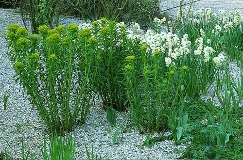 Молочай болотный (Euphorbia palustris)