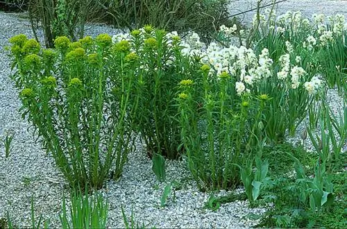 Молочай болотный (Euphorbia palustris)