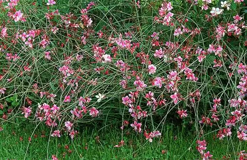 Как вырастить Гаура Линдхаймери «Siskiyou Pink»