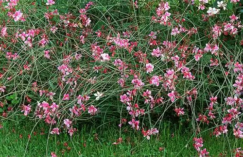 Как вырастить Гаура Линдхаймери 'Siskiyou Pink