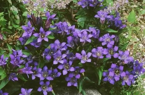 Горечавка септемфида (Gentiana septemfida var. lagodechiana)