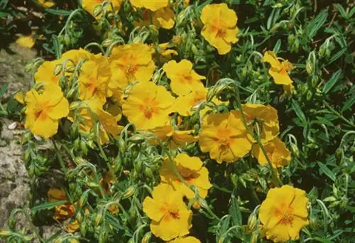 Подсолнух 'Бен Фхада