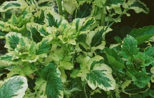 Трава святой Варвары (Barbarea vulgaris 'Variegata')