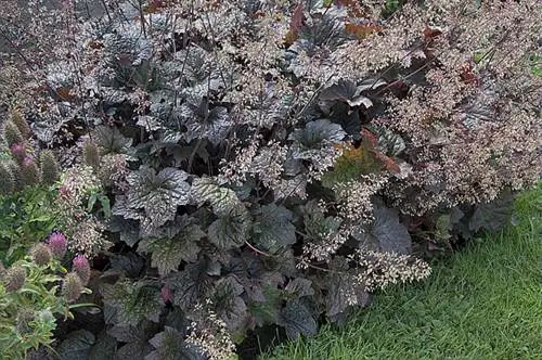 Heuchera micrantha 'Palace Purple' (Гейхера)