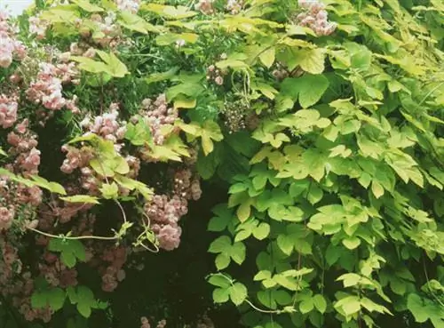 Хмель золотой (Humulus lupulus 'Aureus')