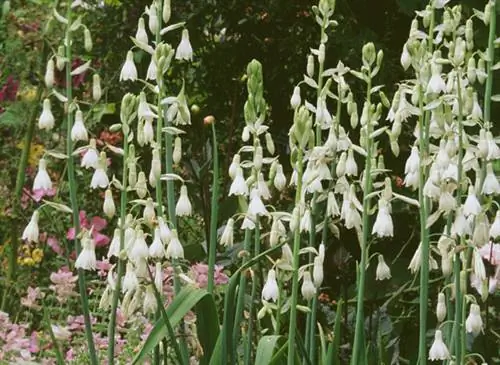 Капский гиацинт (G altonia candicans)
